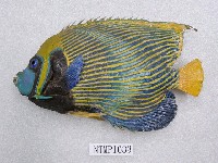 藏品(條紋蓋刺魚)的圖片